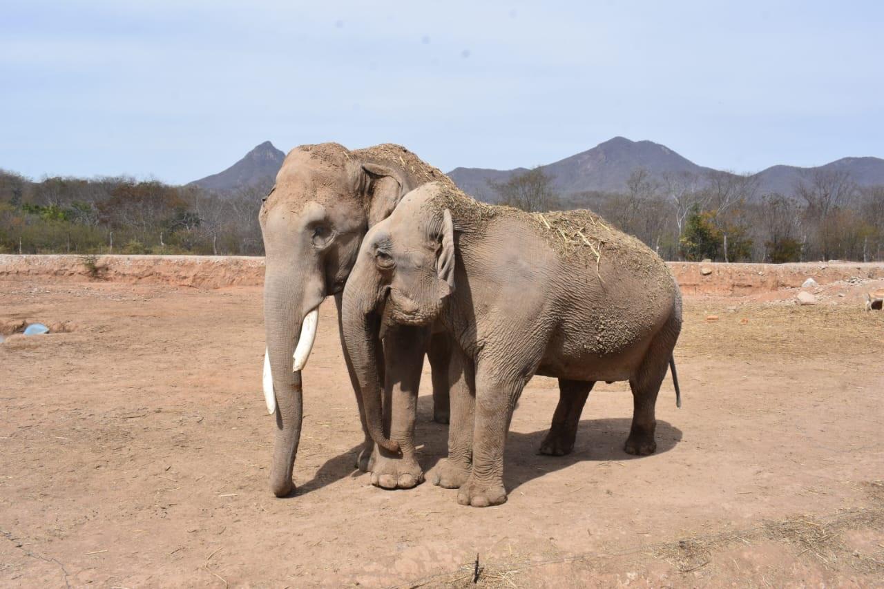 $!Ostok, el santuario que refugia a más de 400 animales rescatados