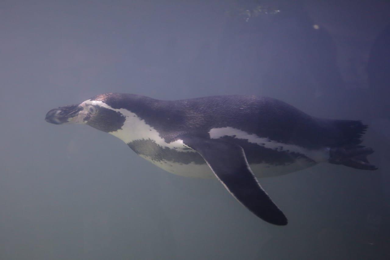 $!Las especies son Humboldt, de Sudamérica