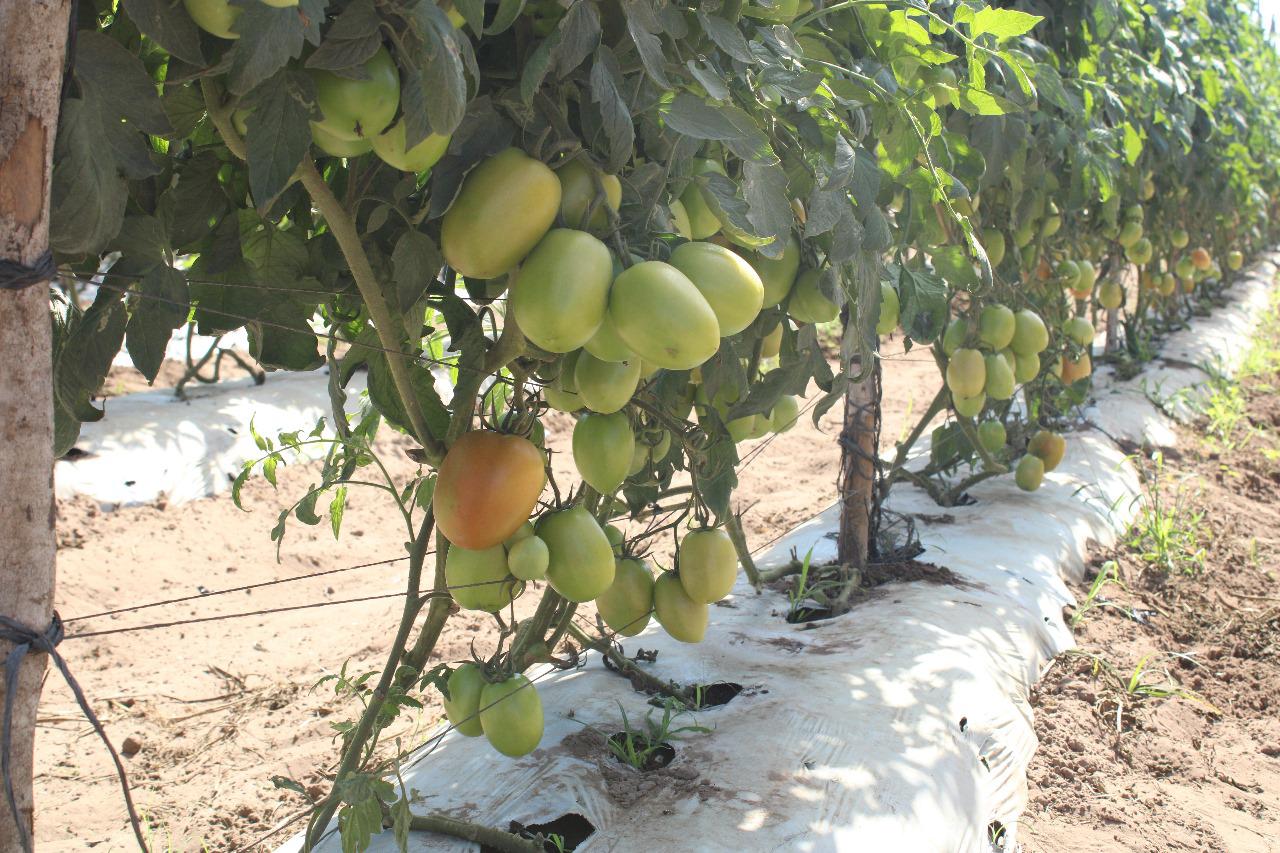 $!Preocupa baja de precio del tomate a productores del Sur de Sinaloa