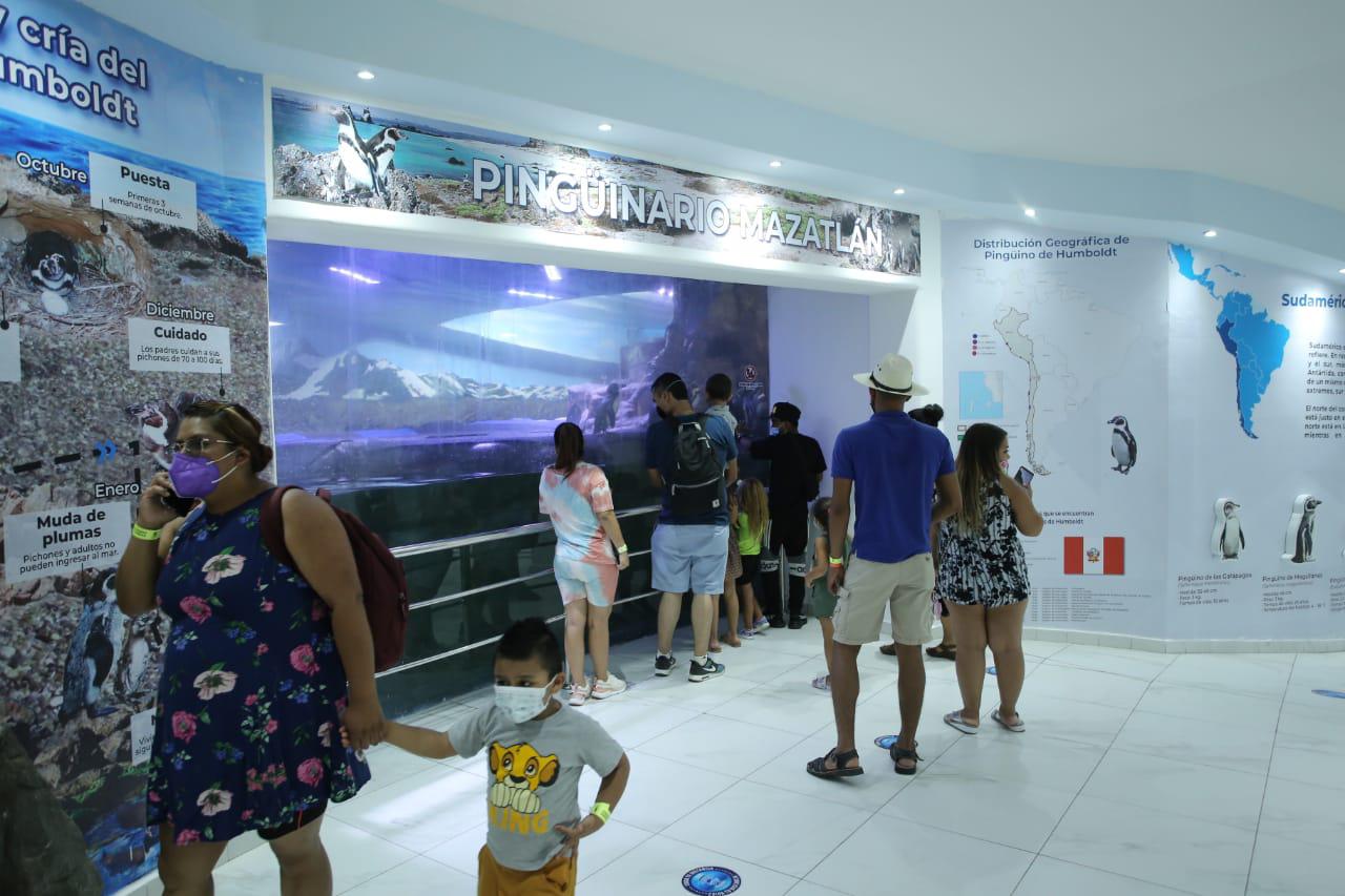 $!Con el pingüinario no pasará lo que sucedió con el tiburonario colapsado en Mazatlán, asegura arquitecto