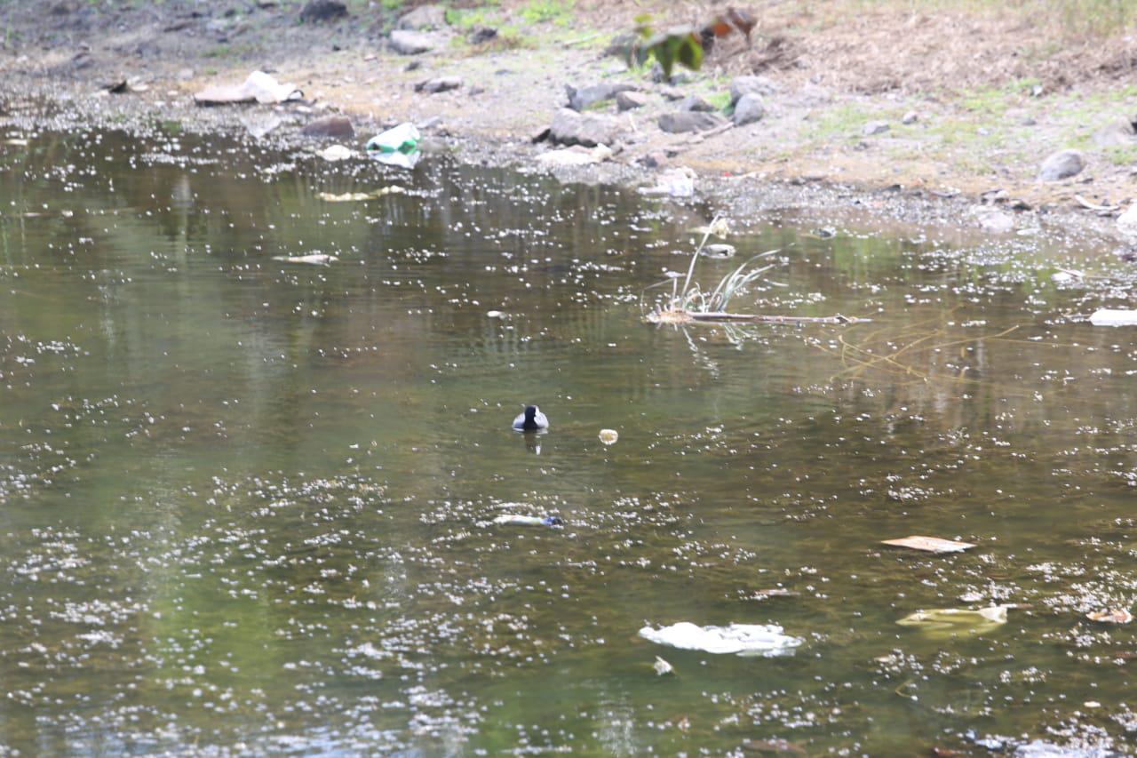 $!La Laguna del Camarón, en Mazatlán, está convertida en depósito de plásticos, vidrios y un sinfín de contaminantes