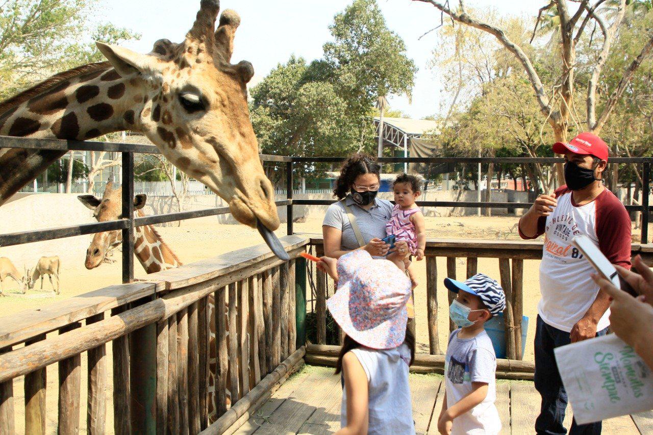 $!Descarta asociación de zoológicos vacunar a animales contra Covid-19 en Sinaloa