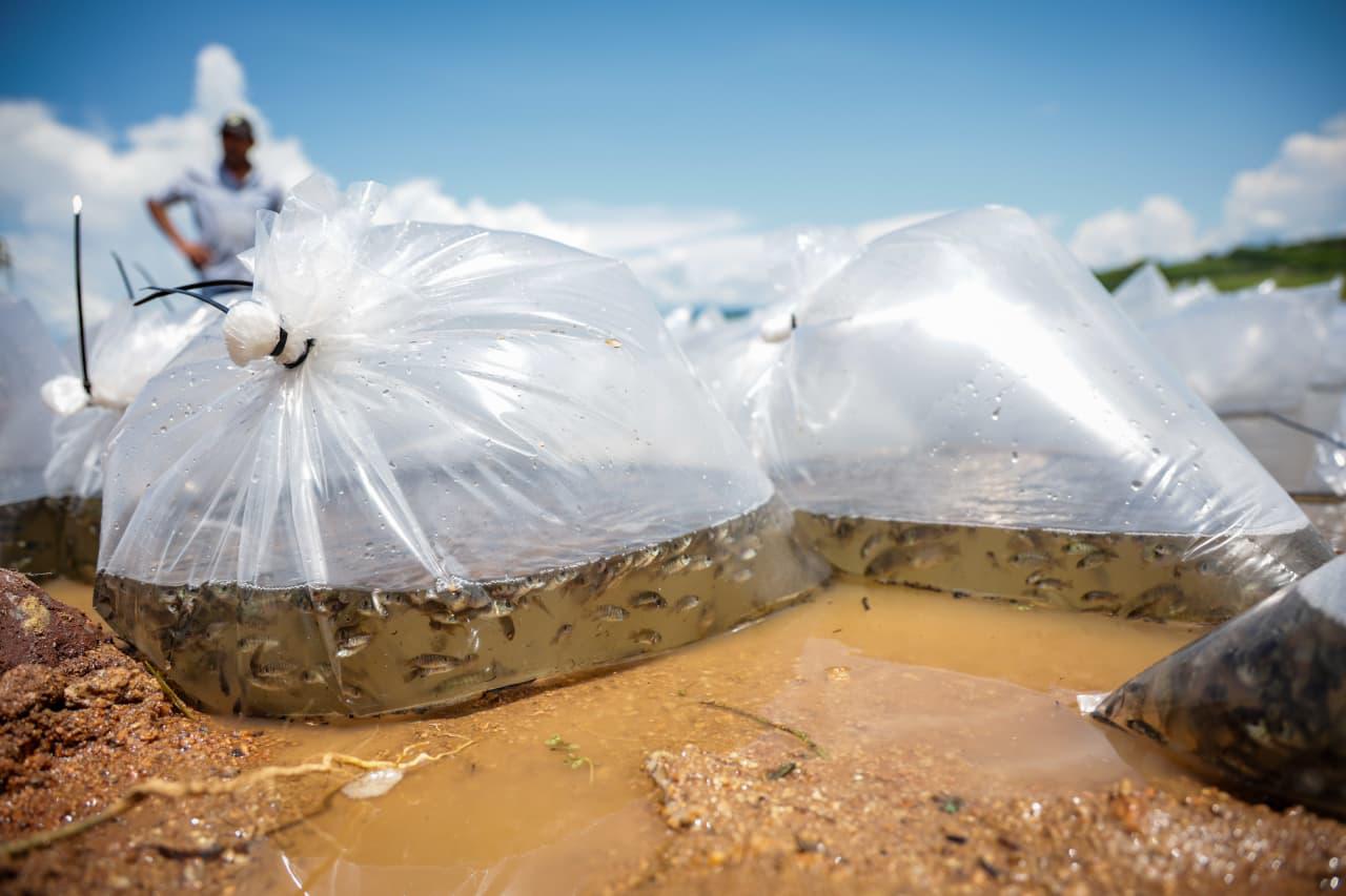 $!Llevan programa de repoblamiento de alevines a Presa Sanalona, en Culiacán