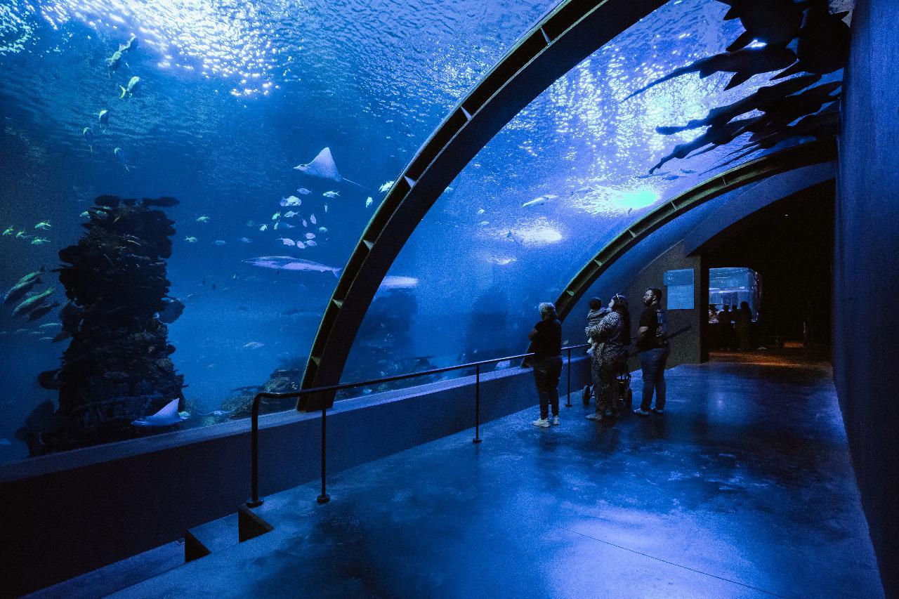 $!Gran Acuario Mazatlán se posiciona como ícono turístico nacional