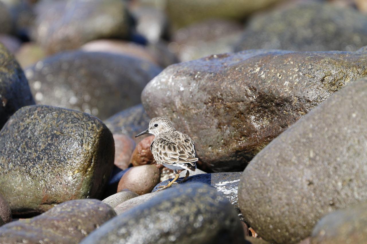 $!Playero diminuto (Calidris minutilla), un ave que puede ser observada en la Isla del Carmen.