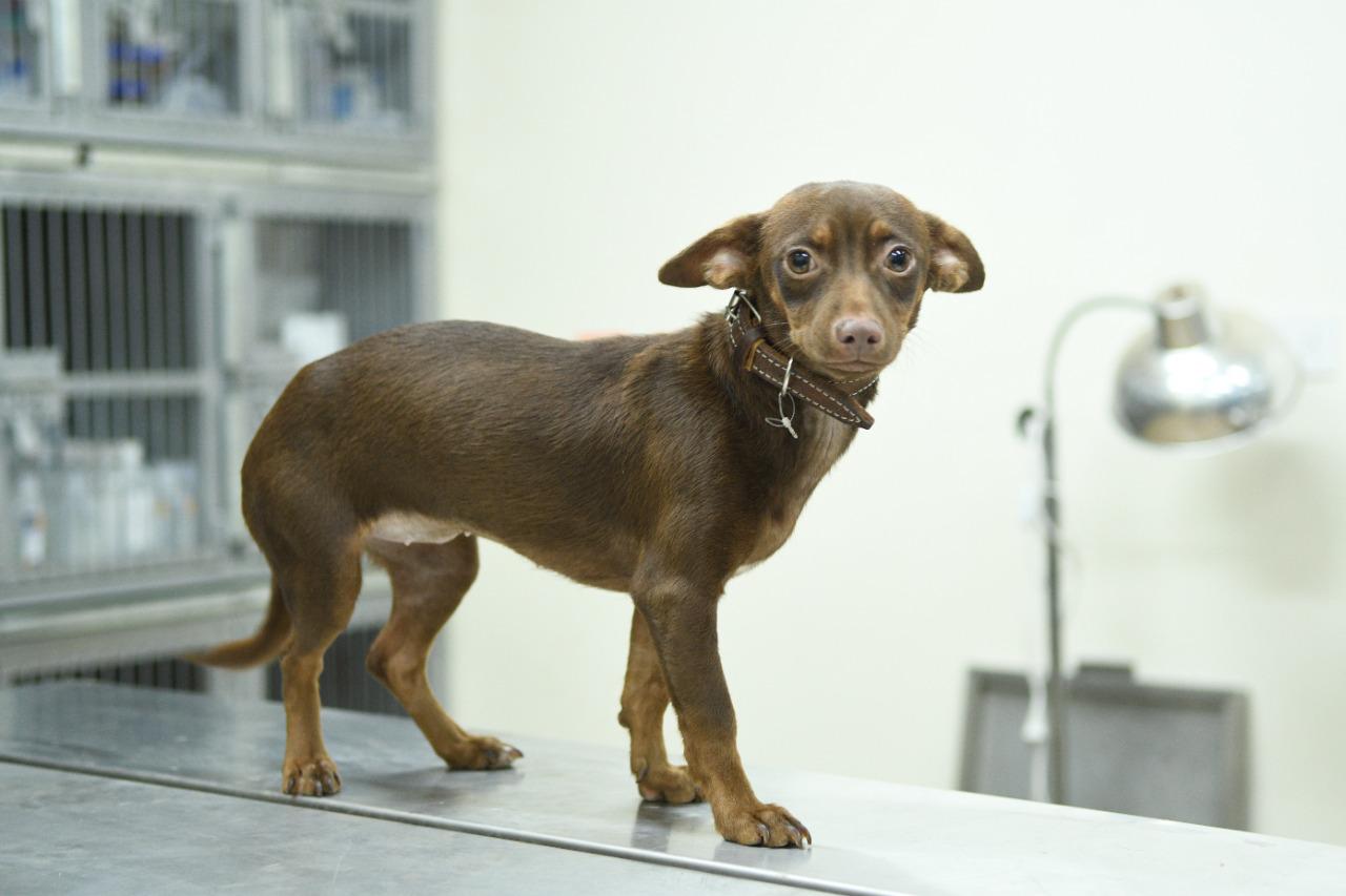 $!Ayuntamiento de Culiacán pone en adopción gatos y perros rescatados