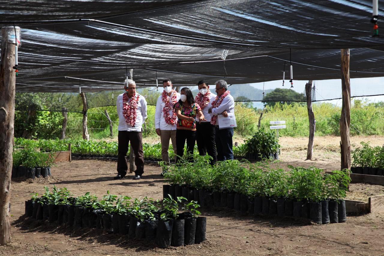 $!Sembrando Vida, uno de los programas prioritarios de AMLO, no contribuye a la sustitución de cultivos ilegales