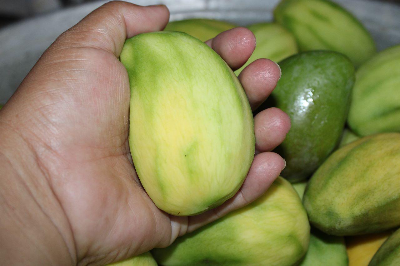 $!El mango del país es el primer manjar a saborear de la temporada