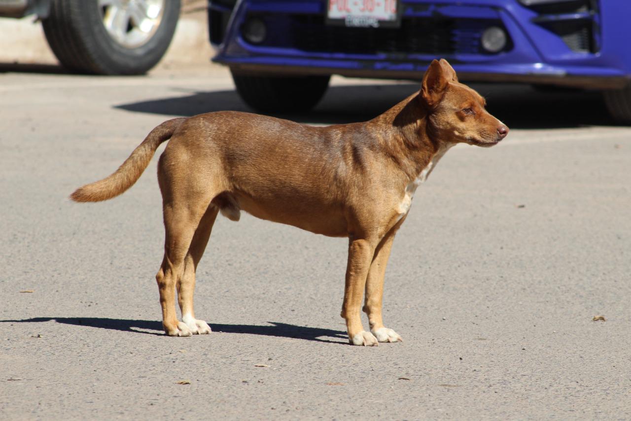 $!Jefe policíaco se va de la Policía Municipal, pero “Tamarindo” se queda; el perro fue adoptado por los agentes