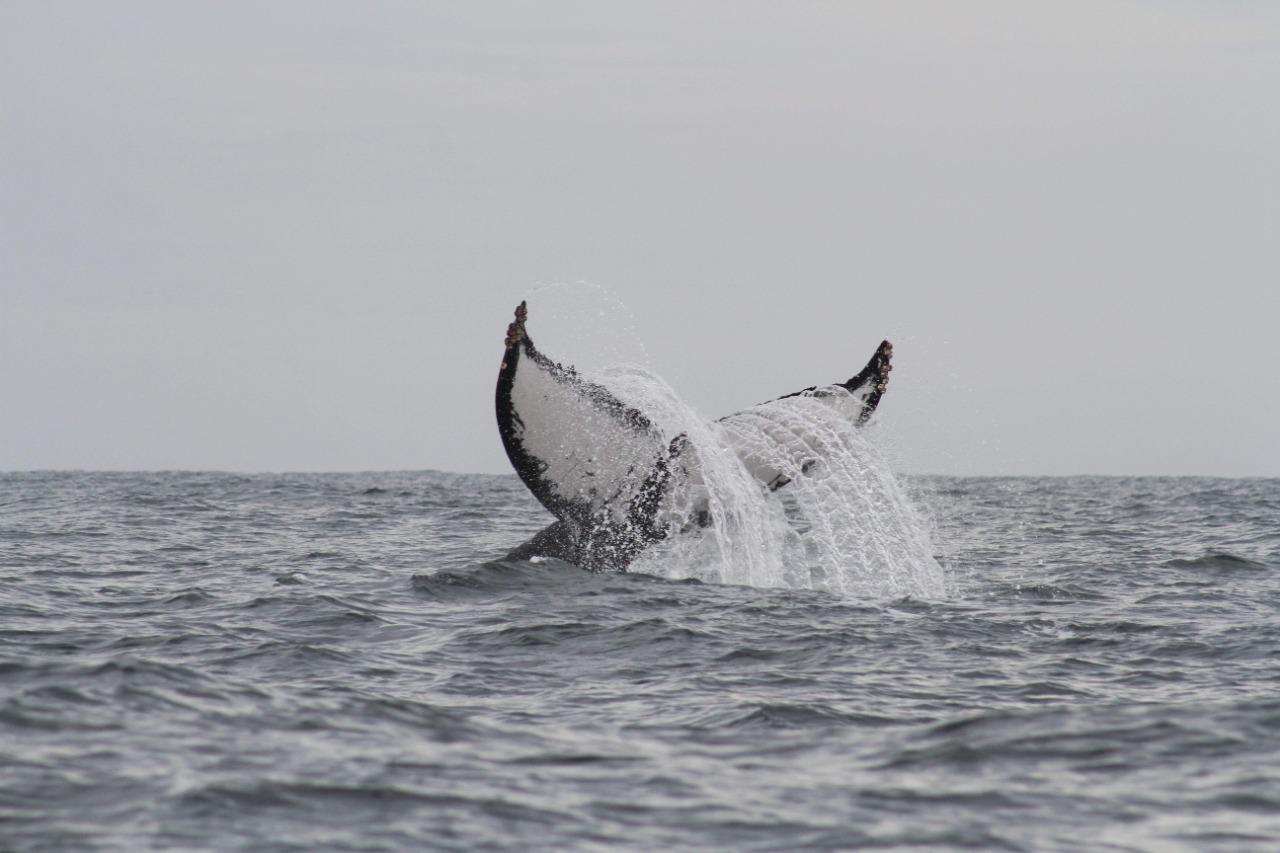 $!Ballenas jorobadas en Mazatlán, el gran espectáculo de la vida marina