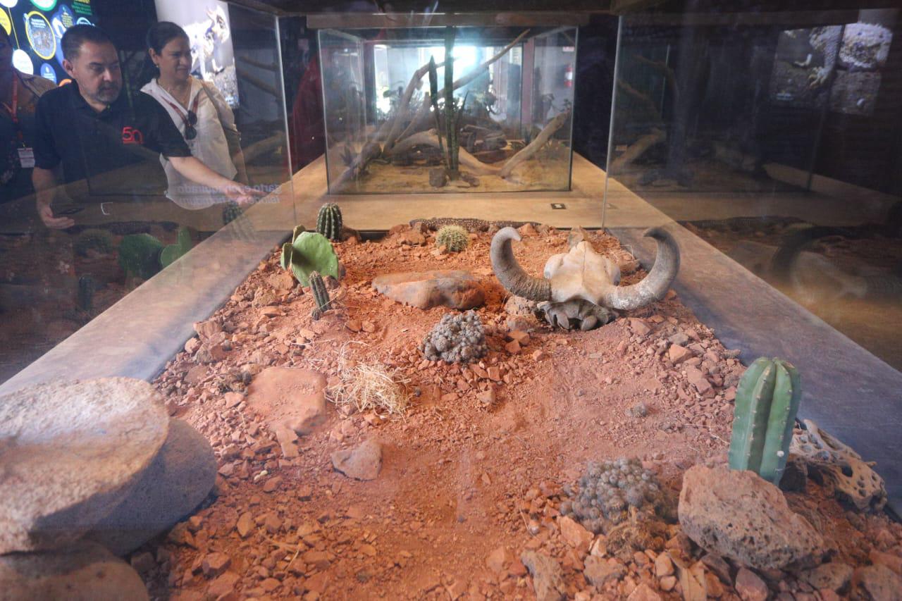 $!‘Emerge del océano’ Nuevo Acuario Mazatlán Mar de Cortés y muestra su belleza al mundo