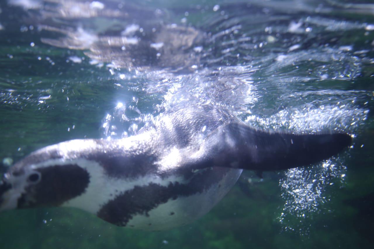 $!Con el pingüinario no pasará lo que sucedió con el tiburonario colapsado en Mazatlán, asegura arquitecto