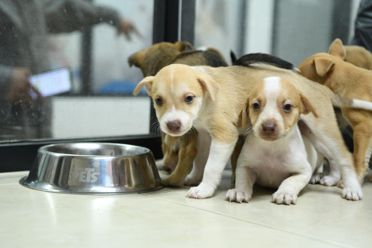 $!Ayuntamiento de Culiacán pone en adopción gatos y perros rescatados