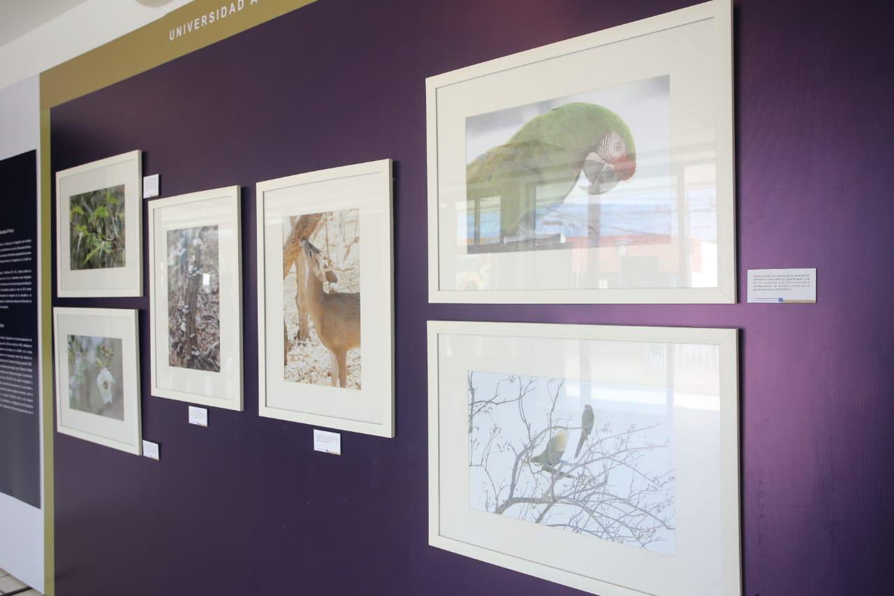 $!Fotografías de la Guacamaya verde (Ara militaris), en peligro de extinción se pueden apreciar.
