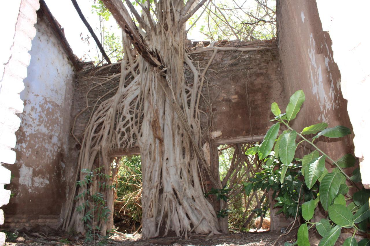 $!En ejido La Campana, Escuinapa, prevalece entre ruinas ‘tienda de raya’ de Natividad Toledo