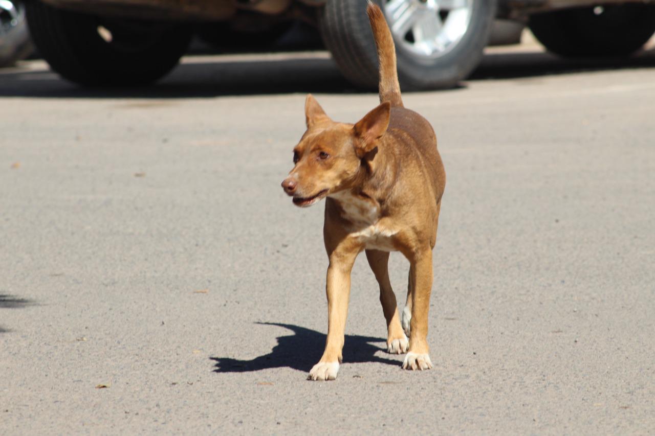 $!Jefe policíaco se va de la Policía Municipal, pero “Tamarindo” se queda; el perro fue adoptado por los agentes