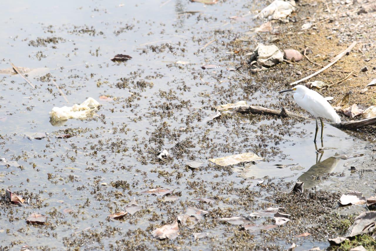 $!La Laguna del Camarón, en Mazatlán, está convertida en depósito de plásticos, vidrios y un sinfín de contaminantes