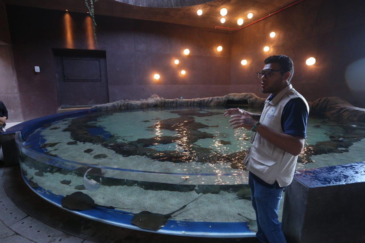 $!‘Emerge del océano’ Nuevo Acuario Mazatlán Mar de Cortés y muestra su belleza al mundo