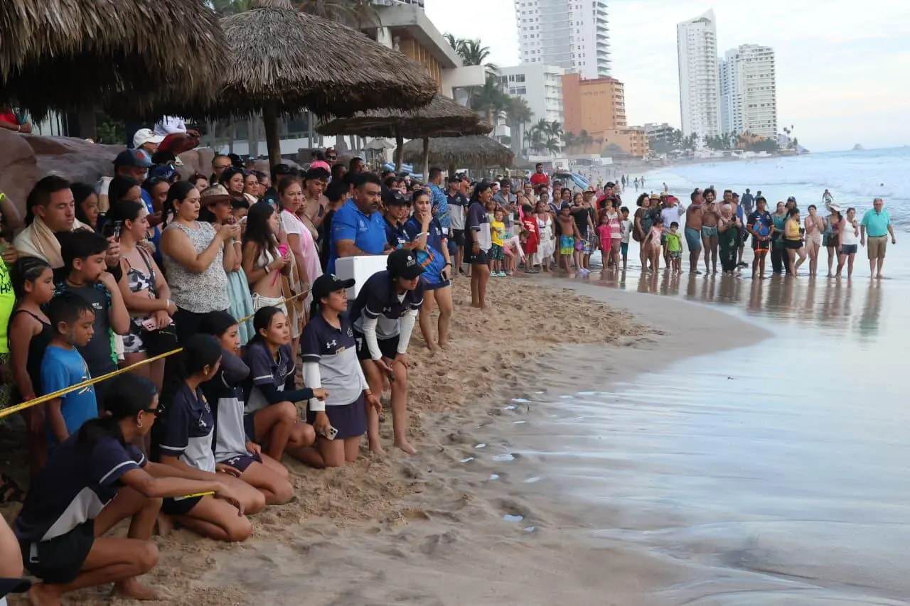 $!Liberan 43 crías de tortuga negra en playas de Mazatlán
