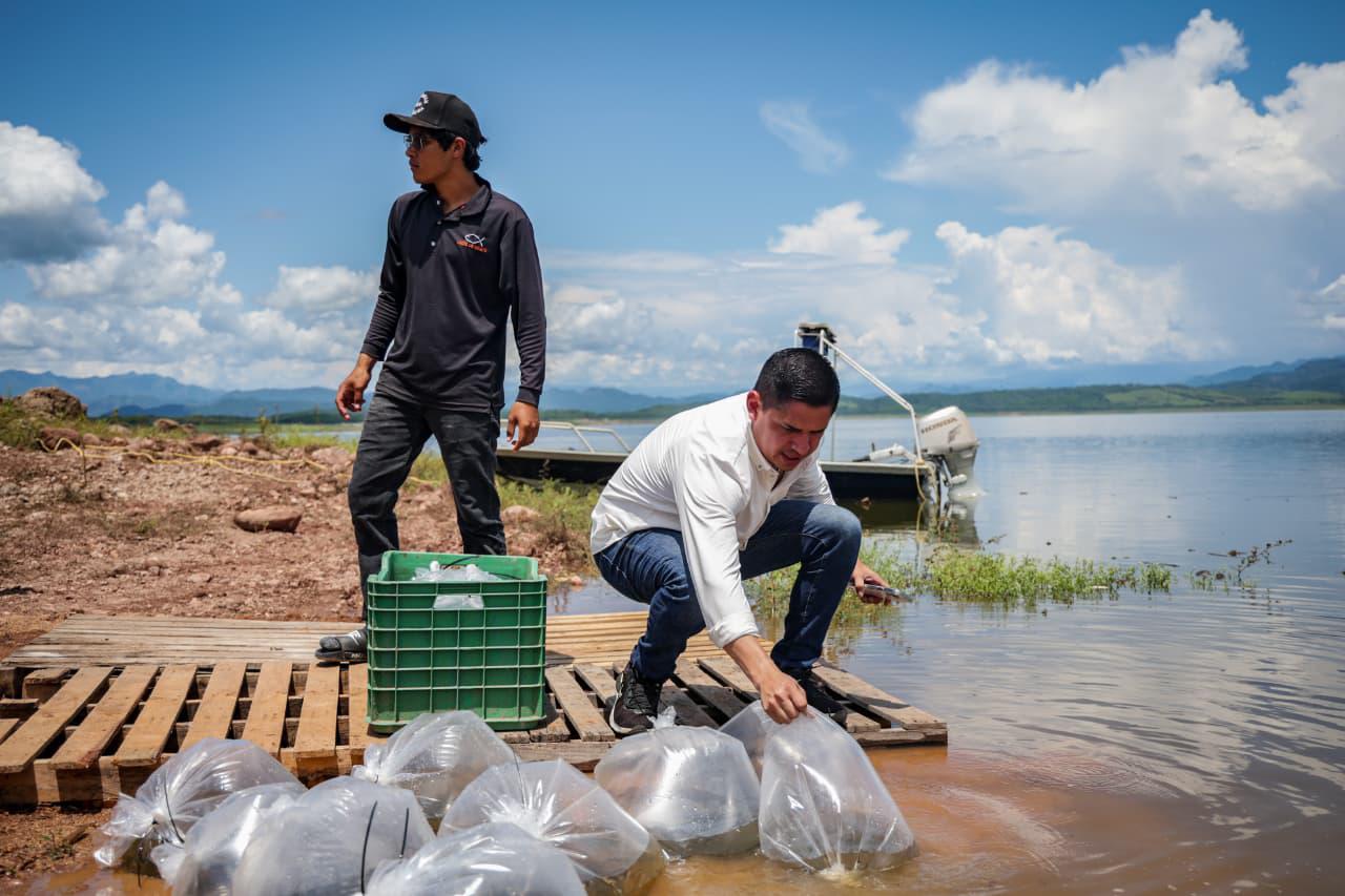 $!Llevan programa de repoblamiento de alevines a Presa Sanalona, en Culiacán