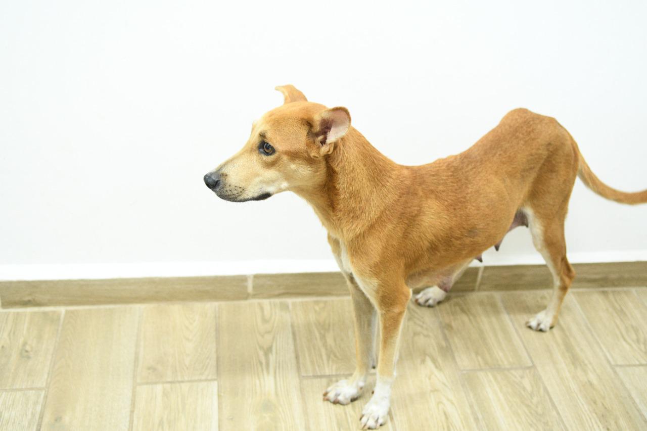 $!Ayuntamiento de Culiacán pone en adopción gatos y perros rescatados