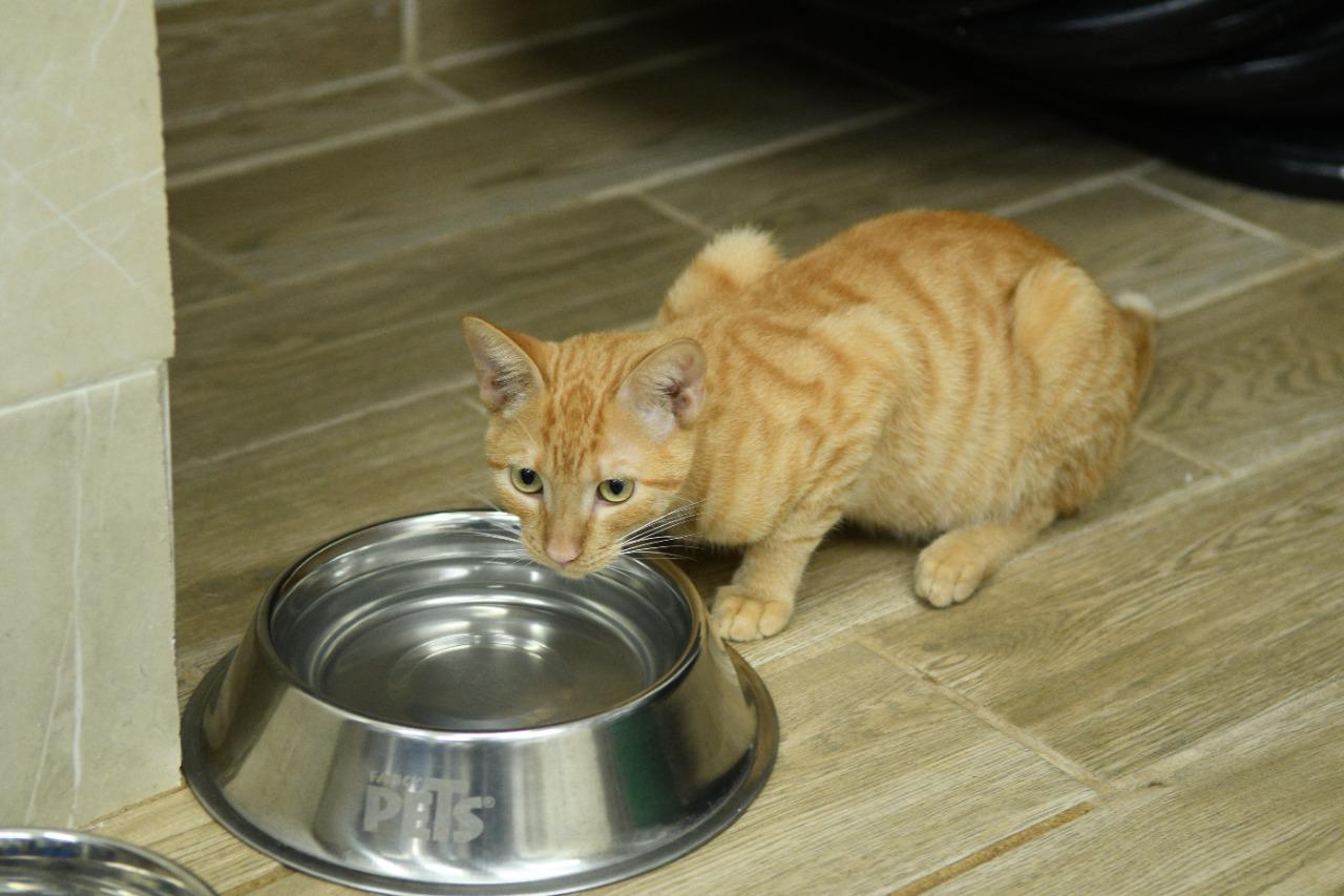 $!Ayuntamiento de Culiacán pone en adopción gatos y perros rescatados