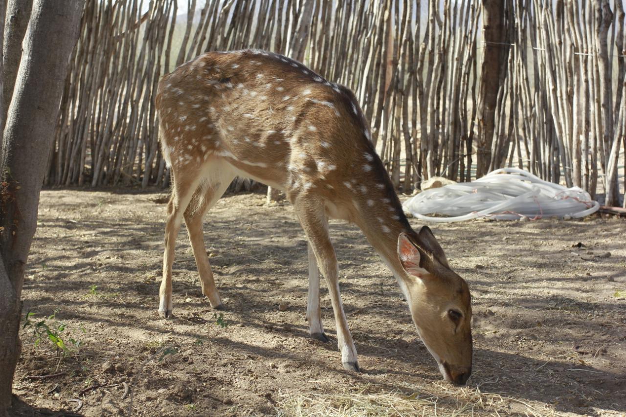 $!Novia del elefante ‘Big Boy’ llegará a Culiacán dentro de un mes y medio, prevé organización