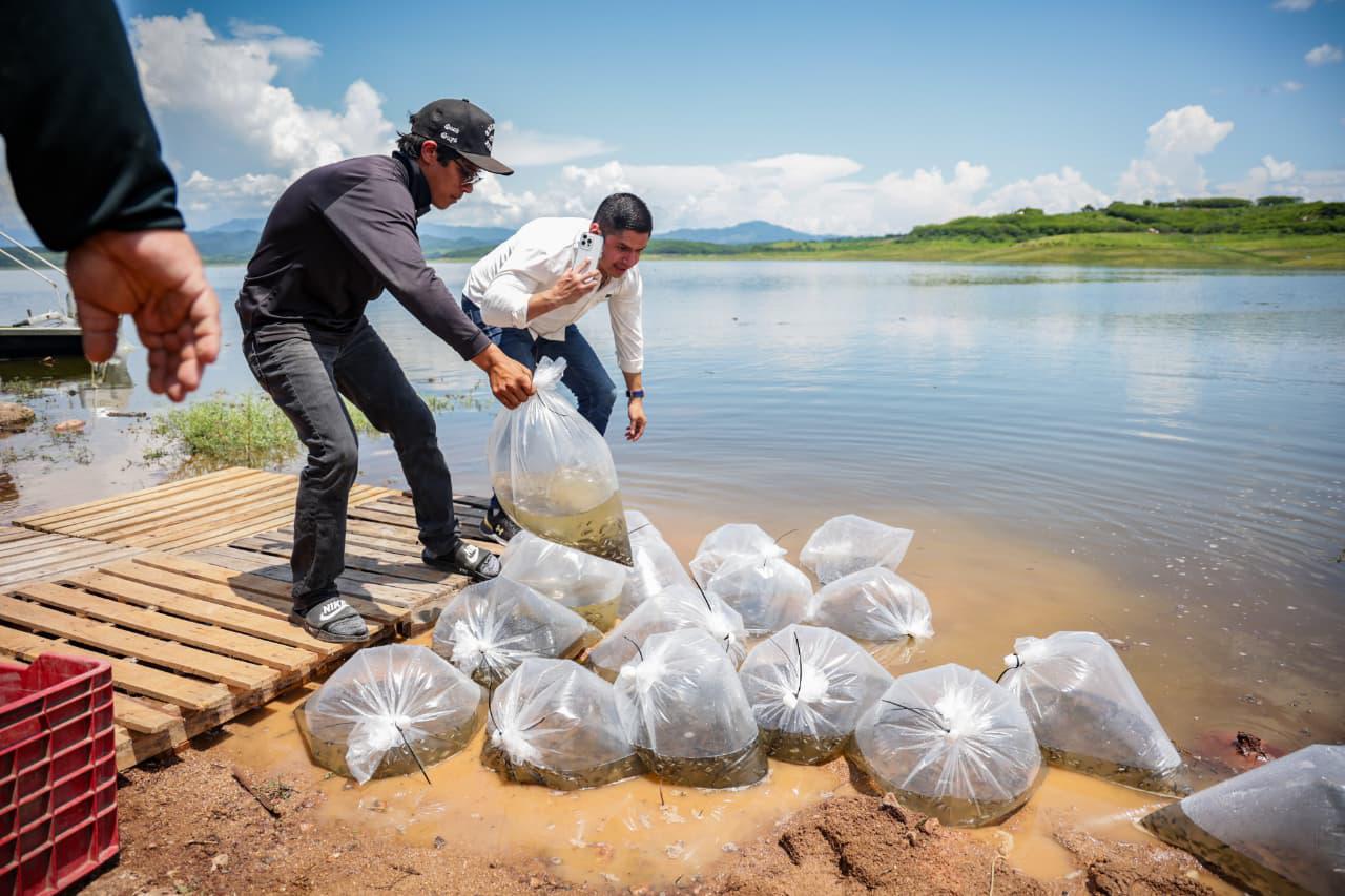 $!Llevan programa de repoblamiento de alevines a Presa Sanalona, en Culiacán