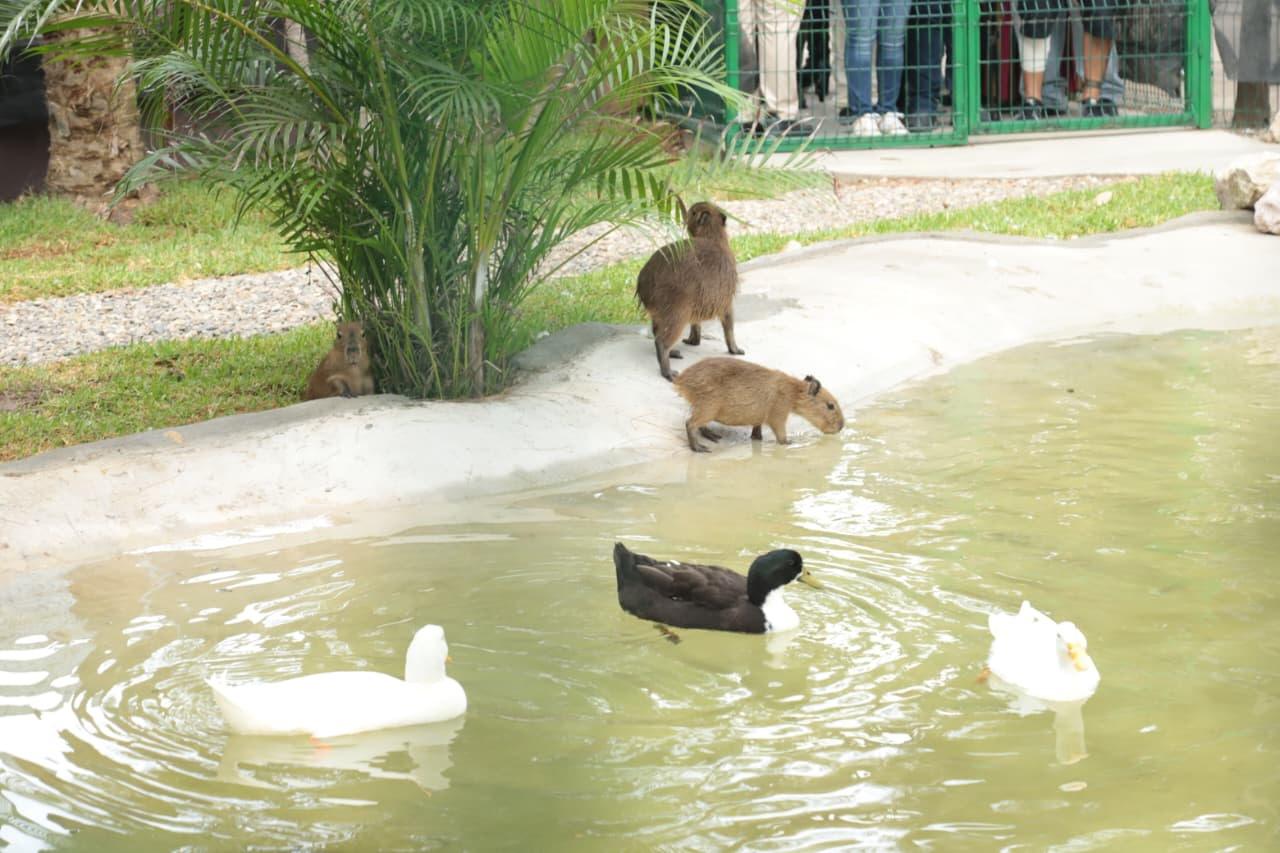 $!Presenta el Gran Acuario Mazatlán a sus nuevas inquilinas, cuatro capibaras