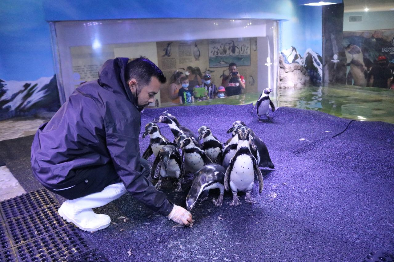 $!Alberga y protege Acuario Mazatlán17 pingüinos de Humboldt