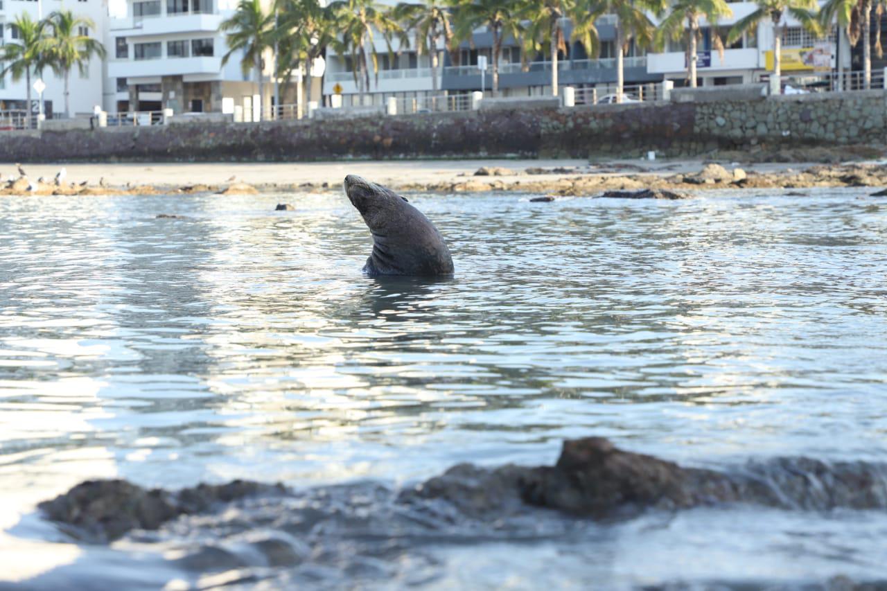 $!Lobo marino sale en Playa Norte y genera asombro en Mazatlán; la gente busca tomarse fotos con él