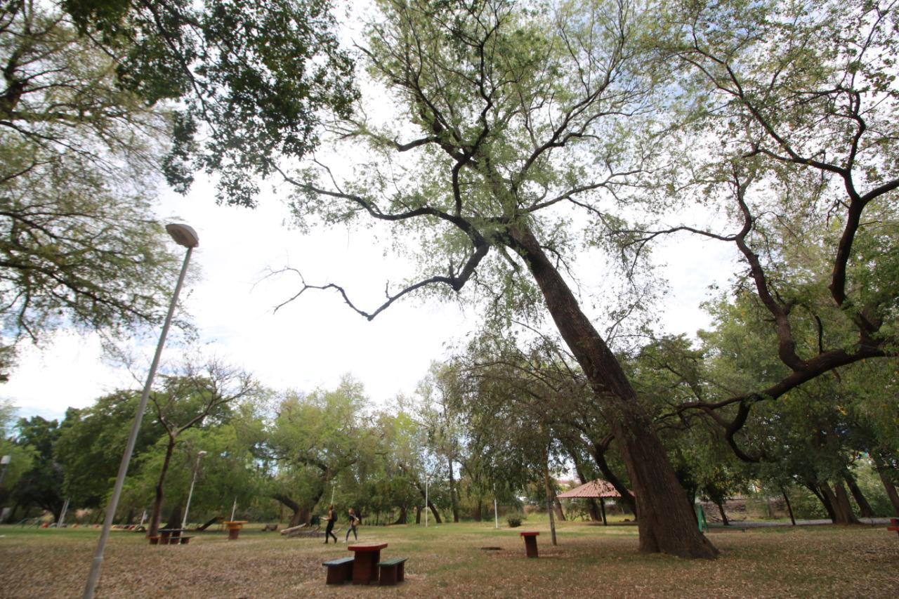 $!Realizan conteo de iguanas en la Isla de Orabá para su conservación; se registran 95