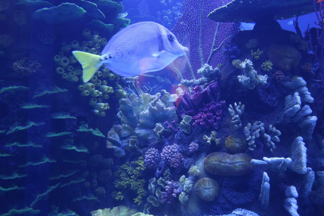 $!‘Emerge del océano’ Nuevo Acuario Mazatlán Mar de Cortés y muestra su belleza al mundo