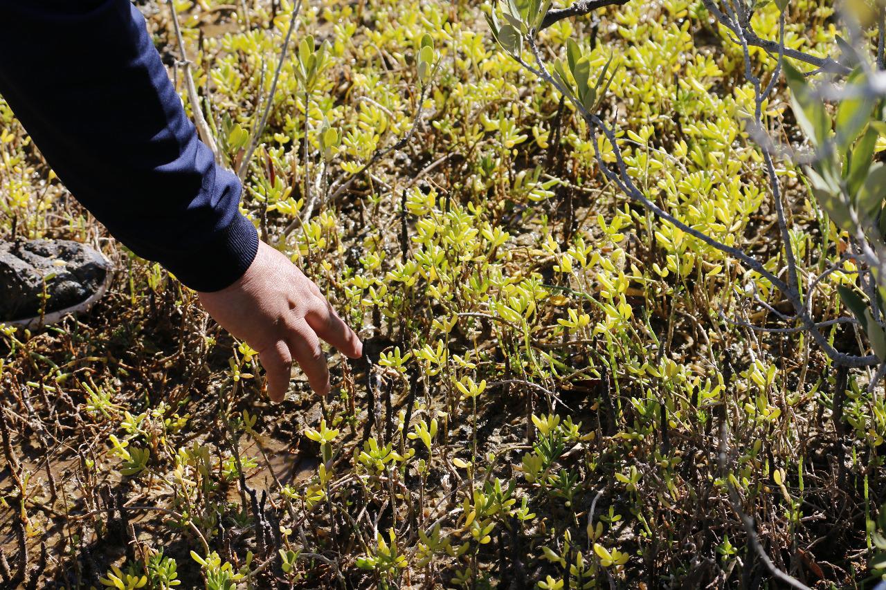 $!La asociación de plántulas de mangle con la vegetación secundaria del sitio permite su desarrollo.