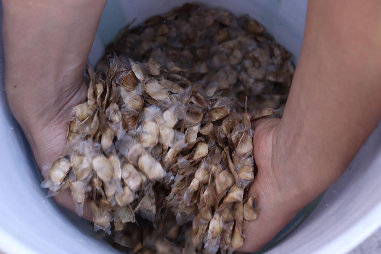 $!En Culiacán, recolectan semillas de amapa para reforestar áreas verdes