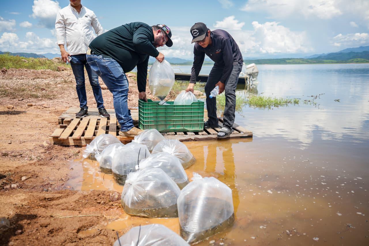 $!Llevan programa de repoblamiento de alevines a Presa Sanalona, en Culiacán