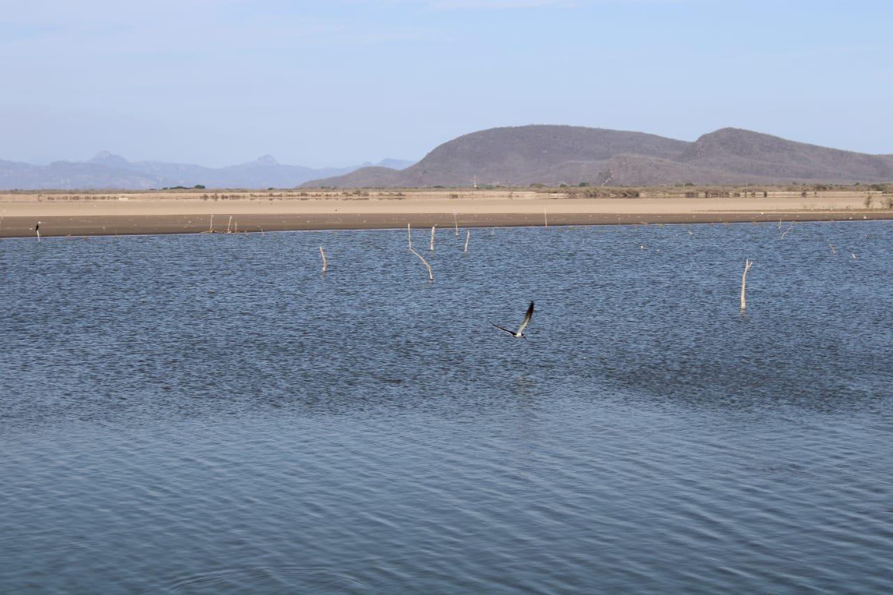 $!En El Caimanero, Rosario, pescadores acuerdan no ingresar al no haber camarón de acuerdo a muestreos