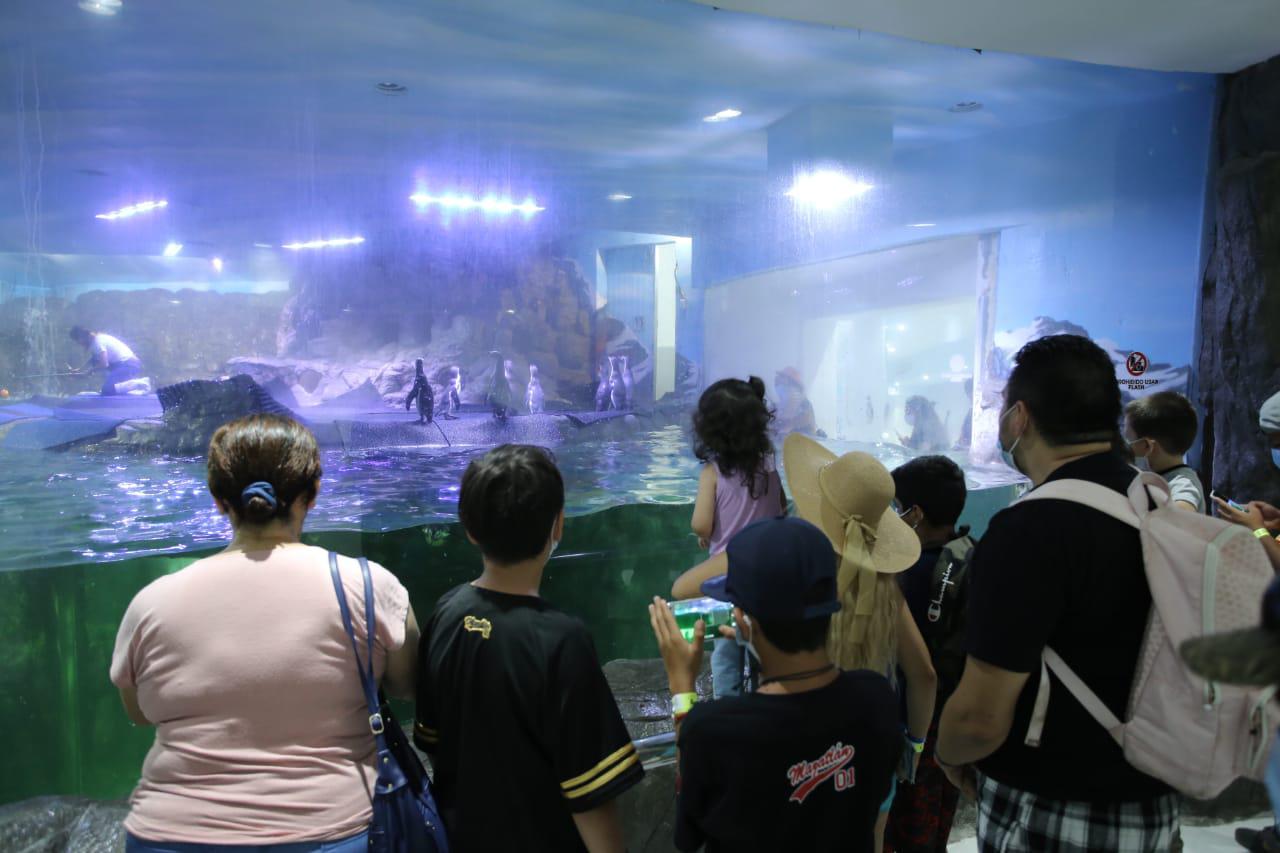 $!Con el pingüinario no pasará lo que sucedió con el tiburonario colapsado en Mazatlán, asegura arquitecto