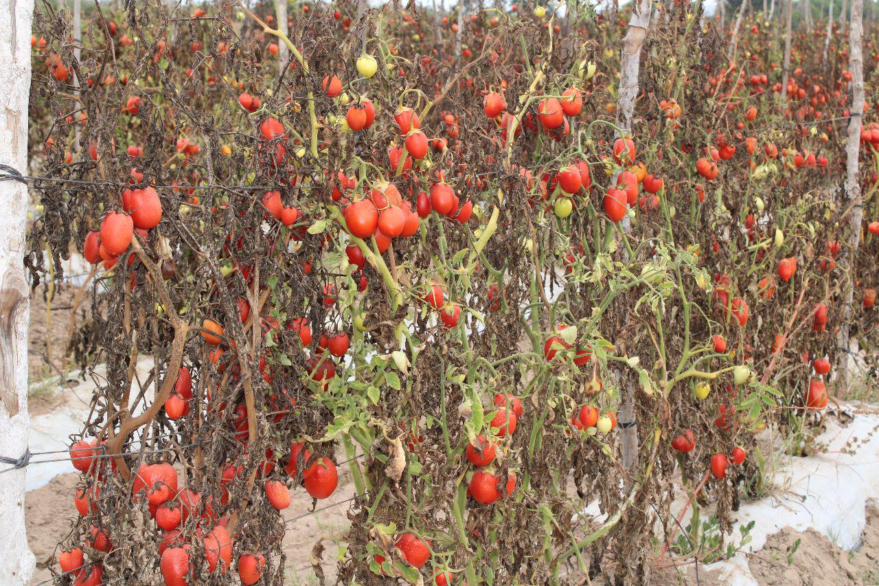 $!Están en crisis hortalizas de Escuinapa por falta de apoyos