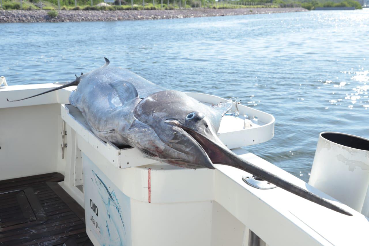 $!Pochonga es el gran ganador del Pacific Marlin Cup