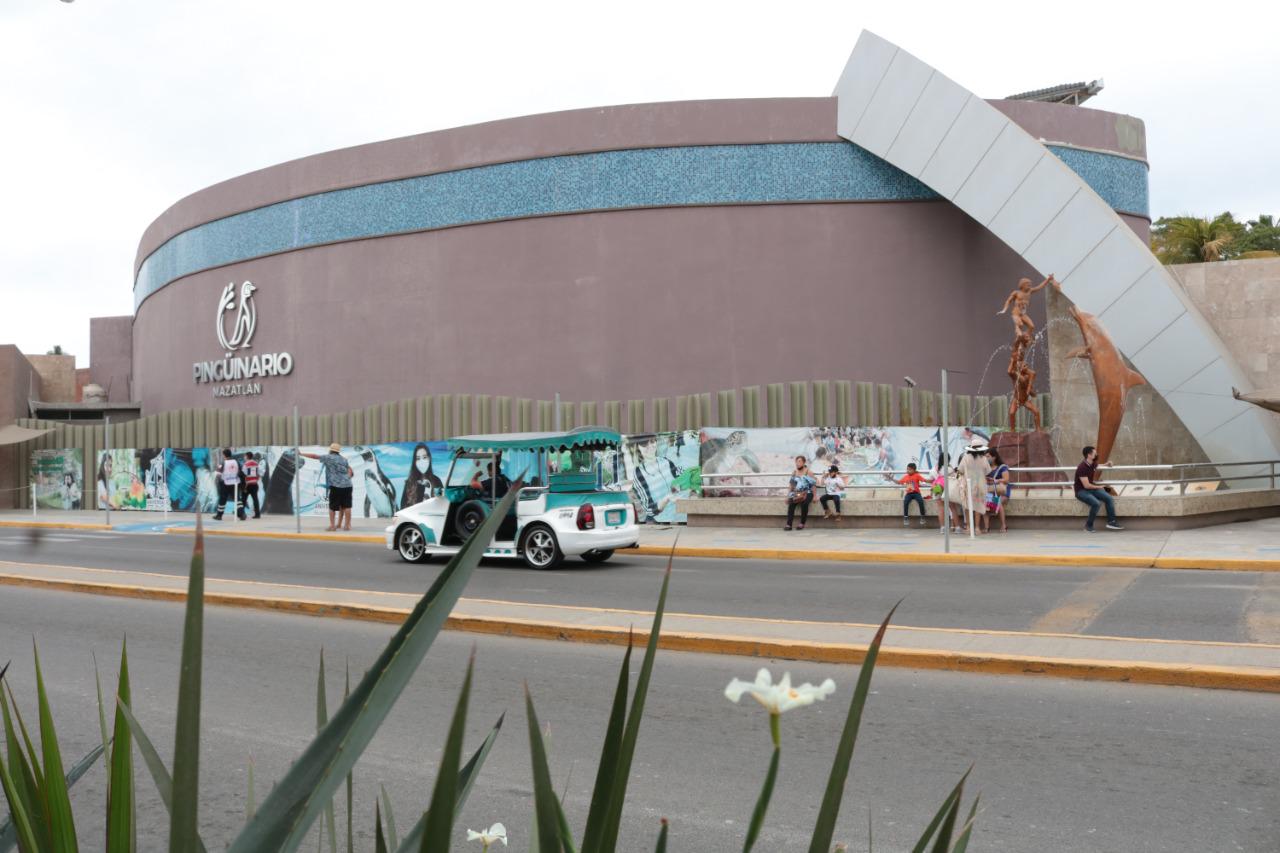 $!Alberga y protege Acuario Mazatlán17 pingüinos de Humboldt