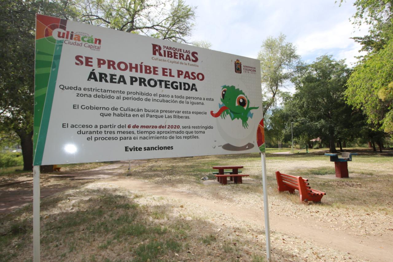 $!Realizan conteo de iguanas en la Isla de Orabá para su conservación; se registran 95