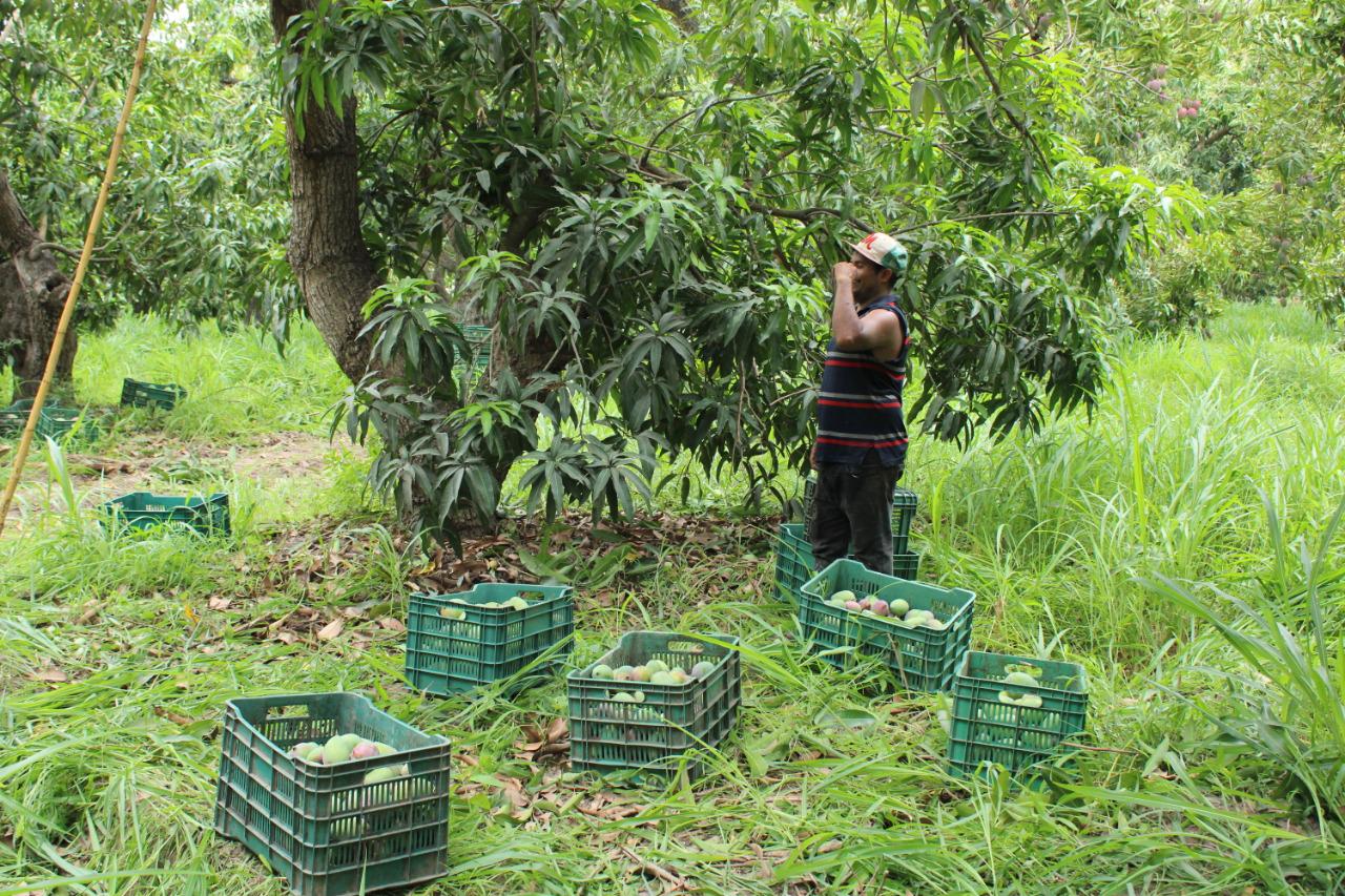 $!Entre árboles y surcos, recolectan el mango en Escuinapa