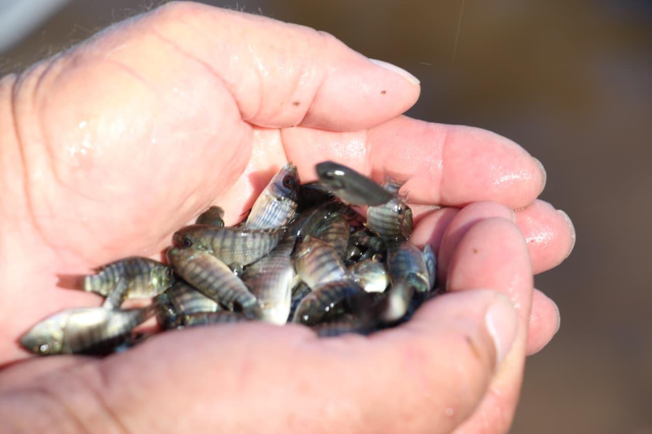 $!Siembran 250 mil alevines en la presa Vinoramas para fortalecer actividad pesquera local