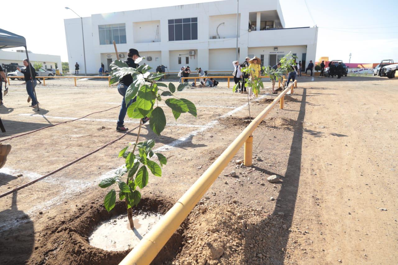 $!Programa ‘Flor Nativa’ planta 30 arbolitos en el Centro de Seguridad Ciudadana de Mazatlán