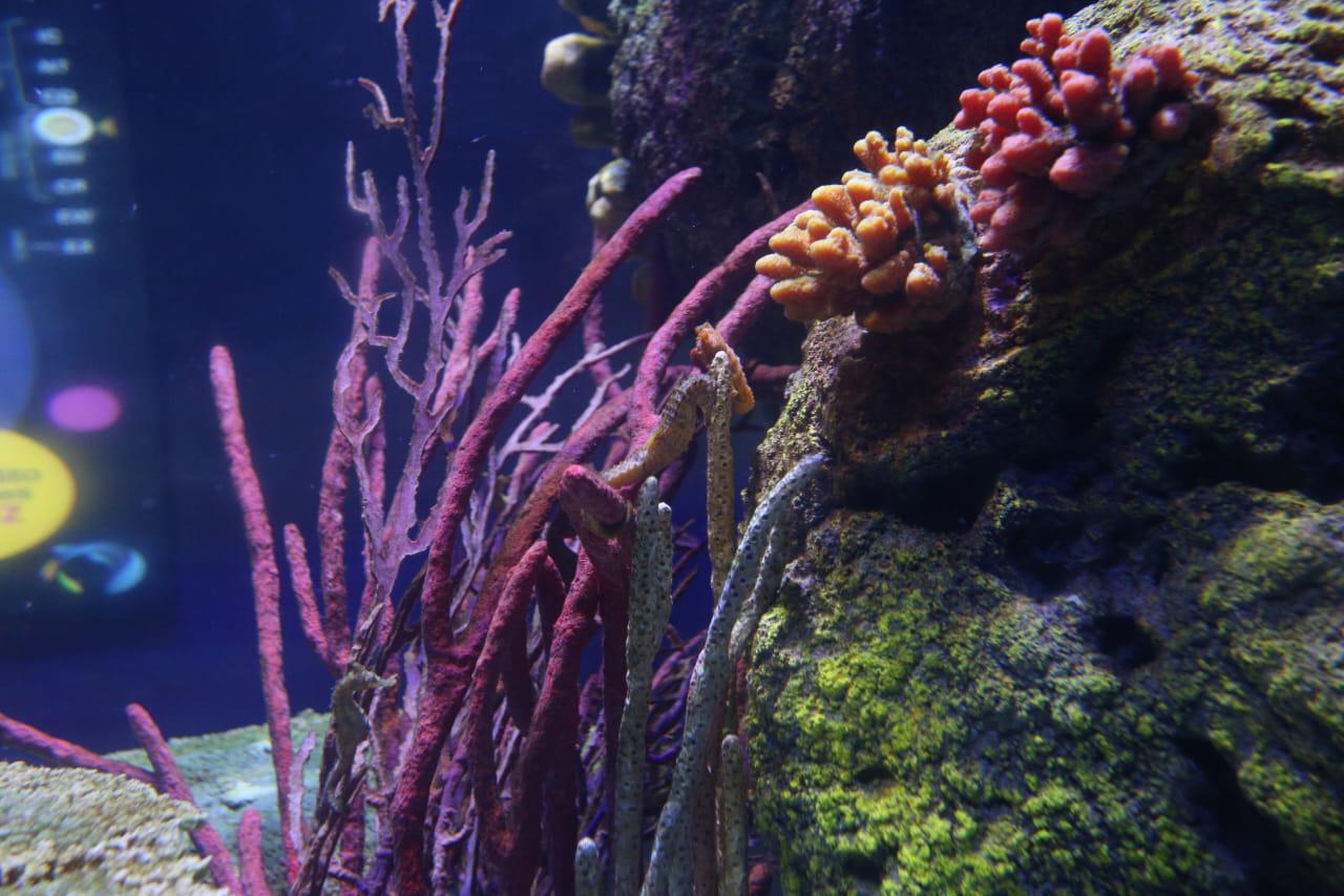 $!‘Emerge del océano’ Nuevo Acuario Mazatlán Mar de Cortés y muestra su belleza al mundo