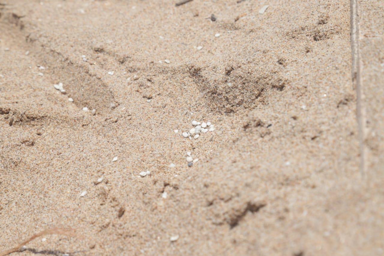 $!Alertan por contaminación con poliestireno en playas de Mazatlán