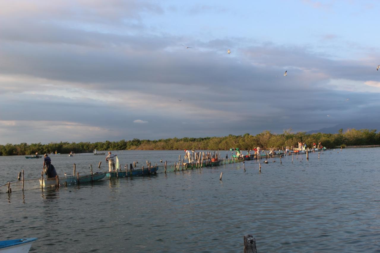$!Advierten daños a Marismas Nacionales en Escuinapa por actividad acuícola e industria del mango