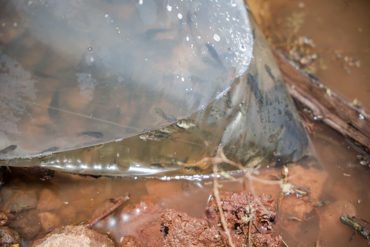 $!Llevan programa de repoblamiento de alevines a Presa Sanalona, en Culiacán