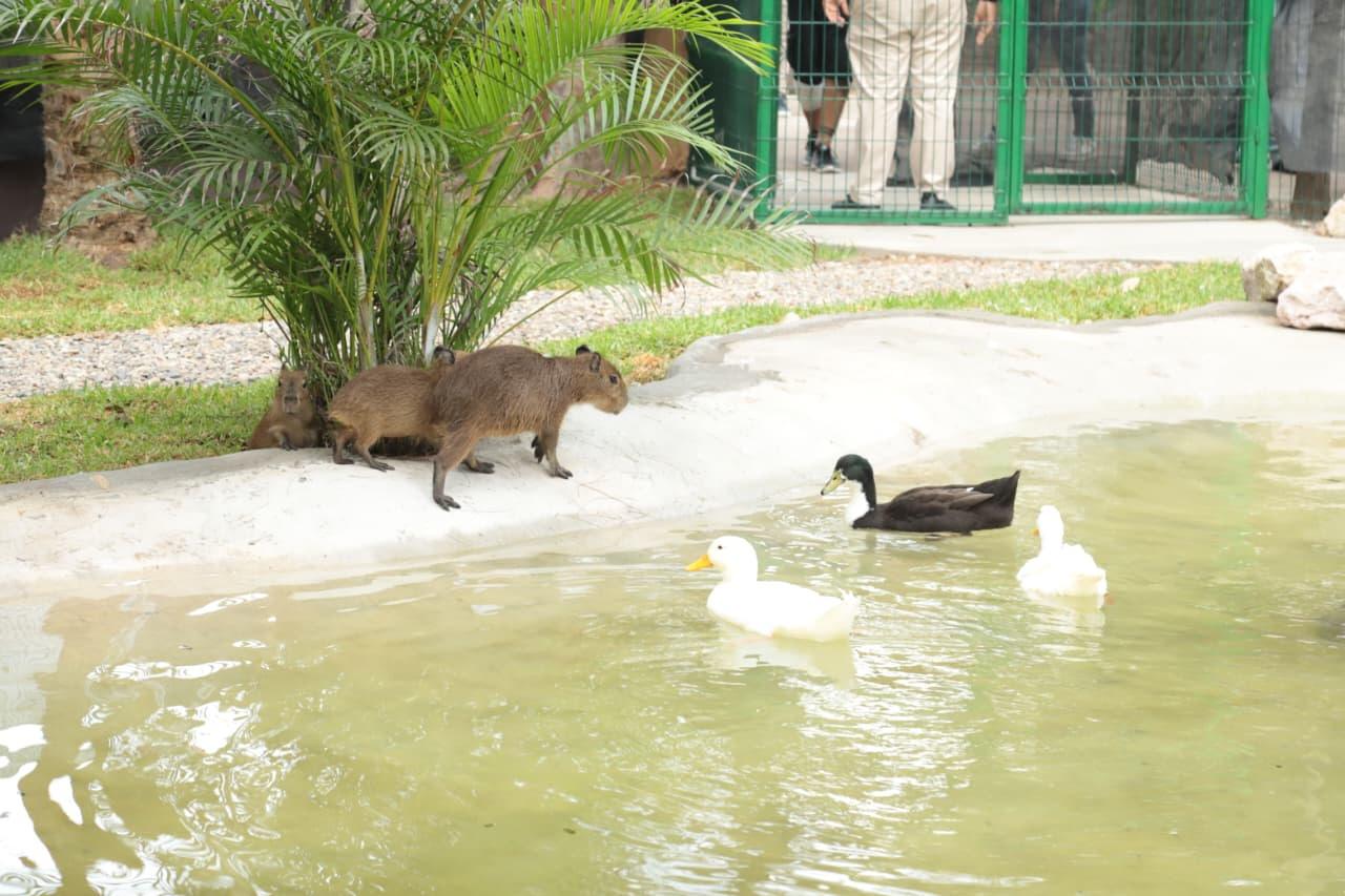 $!Presenta el Gran Acuario Mazatlán a sus nuevas inquilinas, cuatro capibaras